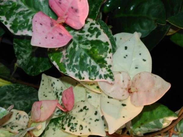 Trachelospermum jasminoides ‘Tricolor’, pianta da esterno