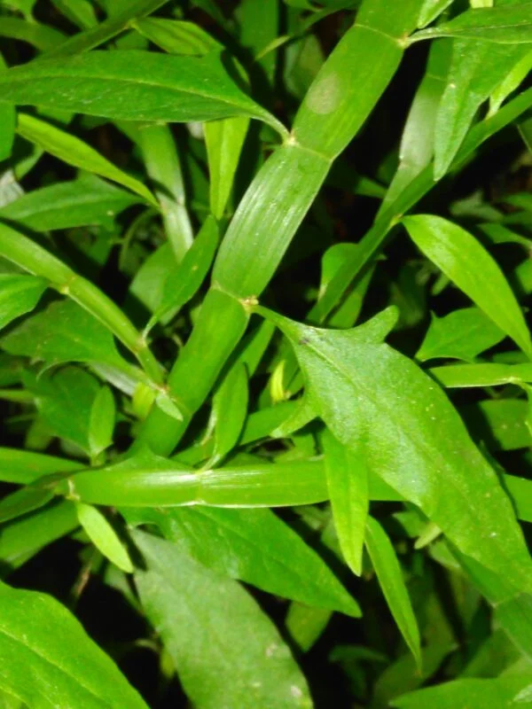 Homalocladium platycladum, pianta da esterno