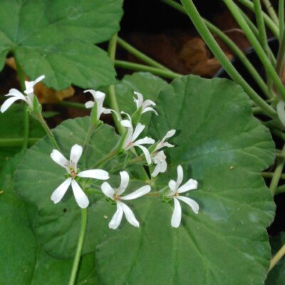 Pelargonium album