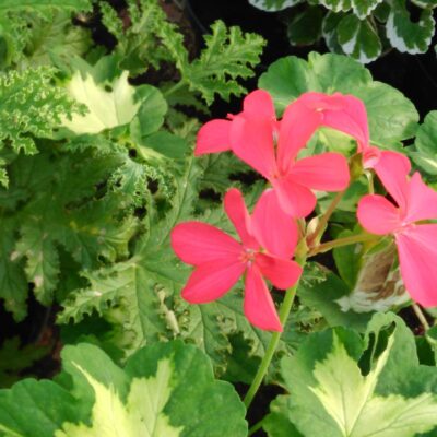 Pelargonium Happy Tought