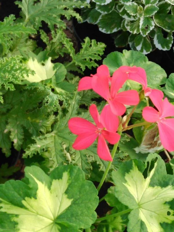 Pelargonium Happy Tought, pianta da esterno