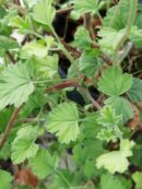 Pelargonium 'Limoneum'