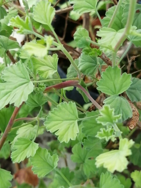 Pelargonium ‘Limoneum’, pianta da esterno