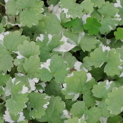 Glecoma hederacea 'Variegata'