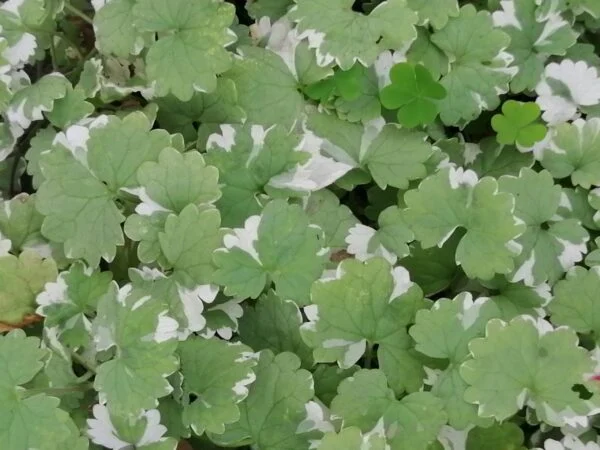 Glecoma hederacea ‘Variegata’, pianta da esterno