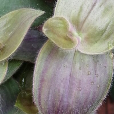 Tradescantia pallida 'Purple Fuzzy'