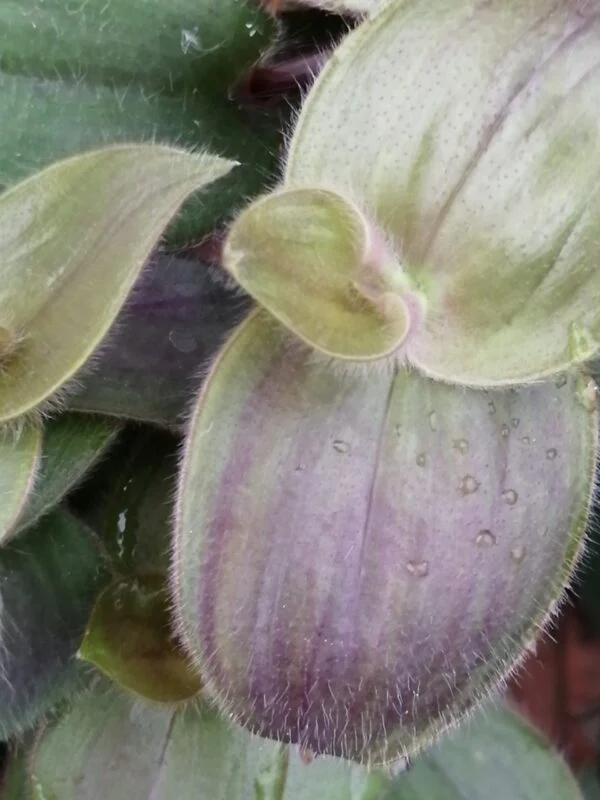Tradescantia pallida 'Purple Fuzzy', pianta da interno e da esterno