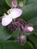Tradescantia blossfeldiana, tradescantia cerinthoides