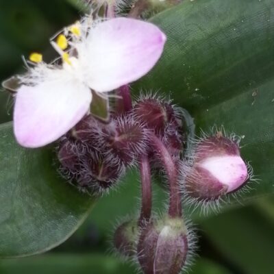 Tradescantia blossfeldiana, tradescantia cerinthoides