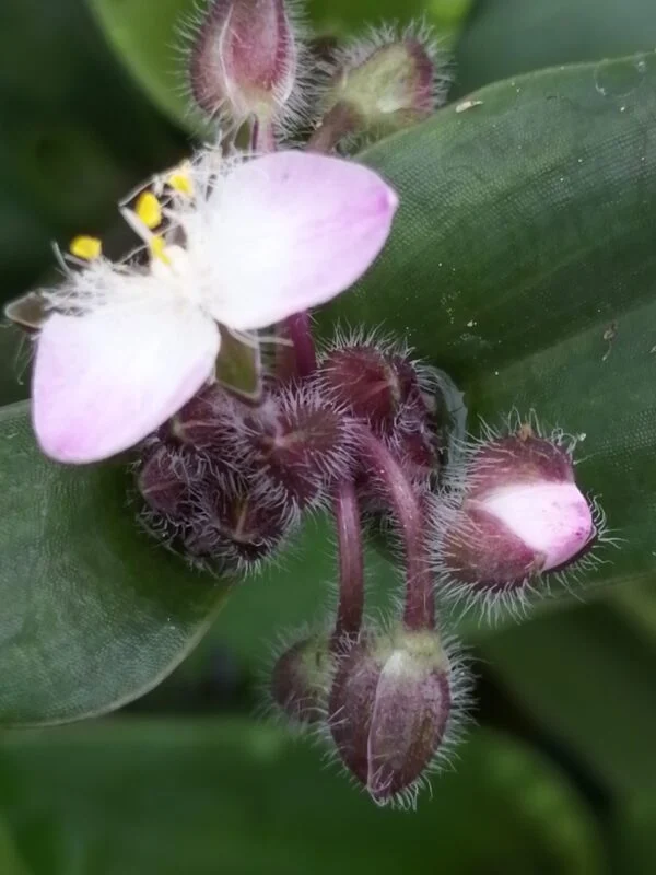 Tradescantia blossfeldiana, tradescantia cerinthoides, pianta da interno e da esterno