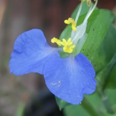 Commelina caroliniana
