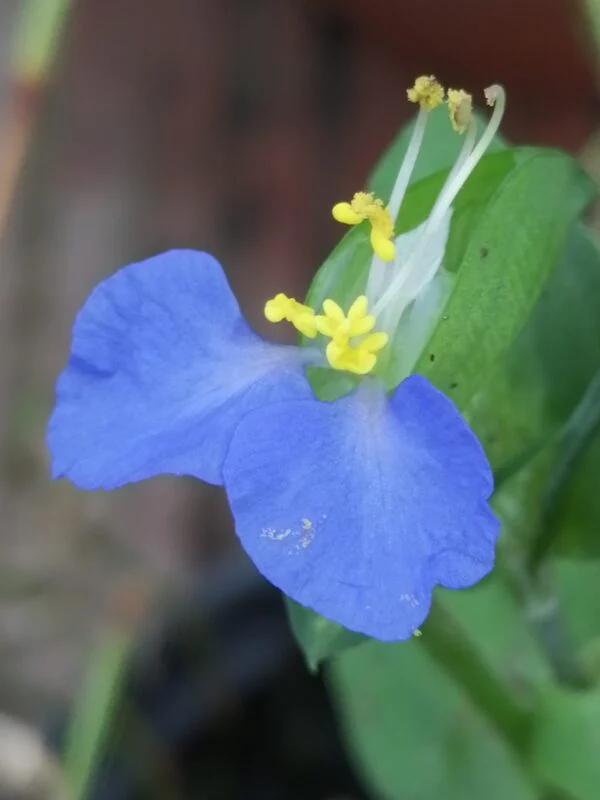 Commelina caroliniana, pianta da interno e da esterno