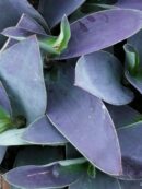 Tradescantia pallida Grey