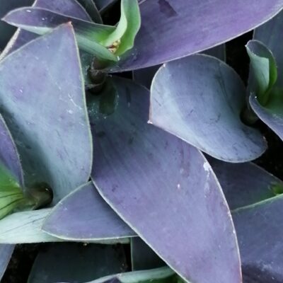 Tradescantia pallida Grey