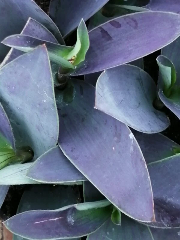Tradescantia pallida Grey, pianta da interno e da esterno