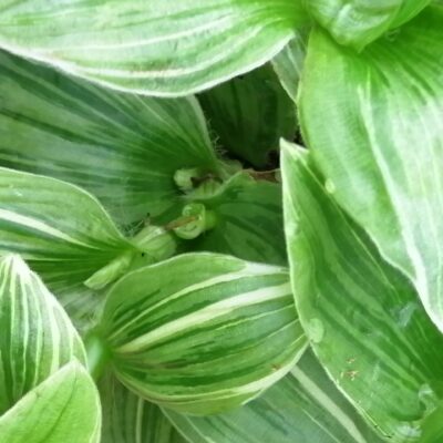 Tradescantia (Continental Group) albovittata