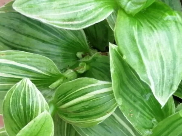 Tradescantia (Continental Group) albovittata, pianta da interno e da esterno
