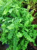 Nephrolepis exaltata 'Pom Pom'