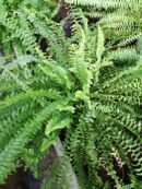 Nephrolepis exaltata