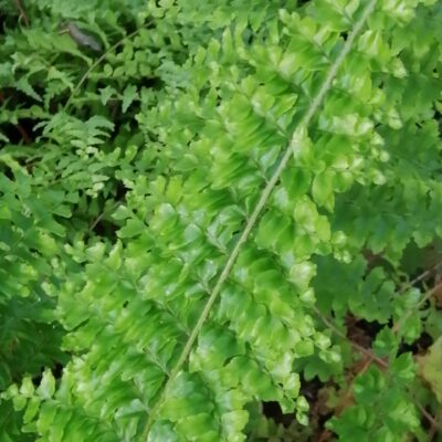 Nephrolepis exaltata 'Norvoodi'