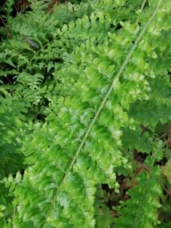 Nephrolepis exaltata 'Norvoodi', pianta da interno