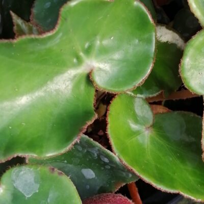 Begonia epipsila Brade