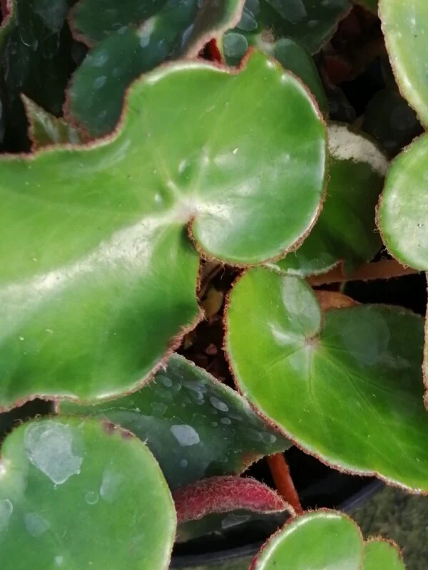Begonia epipsila Brade, pianta da interno