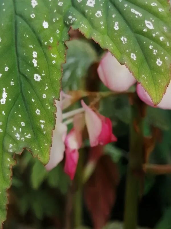 Begonia platanifolia, pianta da interno