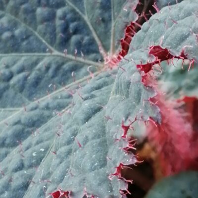 Begonia Midnight Magic