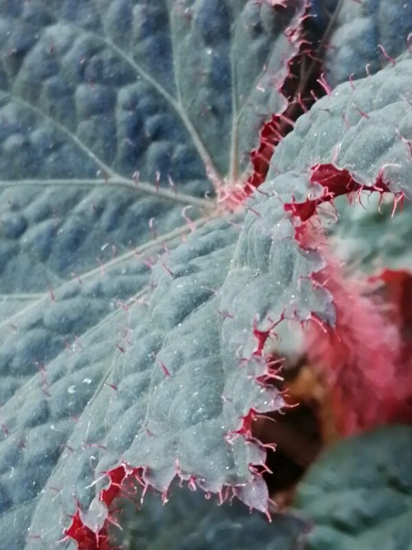 Begonia Midnight Magic, pianta da interno