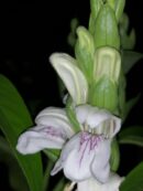 Justicia adhatoda, sin. Adathoda vasica