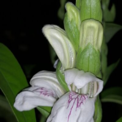 Justicia adhatoda, sin. Adathoda vasica