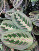 Marantha leuconeura Fascinator Tricolour