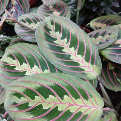 Marantha leuconeura Fascinator Tricolour