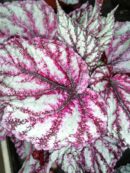 Begonia Merengue magic leaf (R)