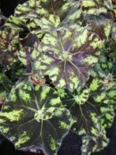 Begonia Zumba Magic colors (R)