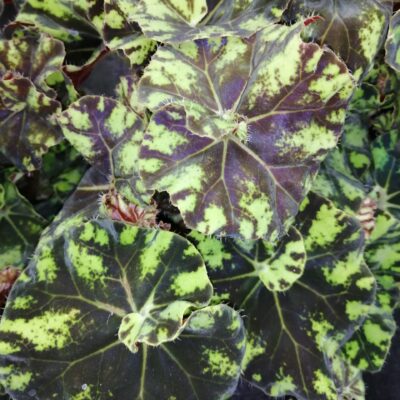 Begonia Zumba Magic colors (R)
