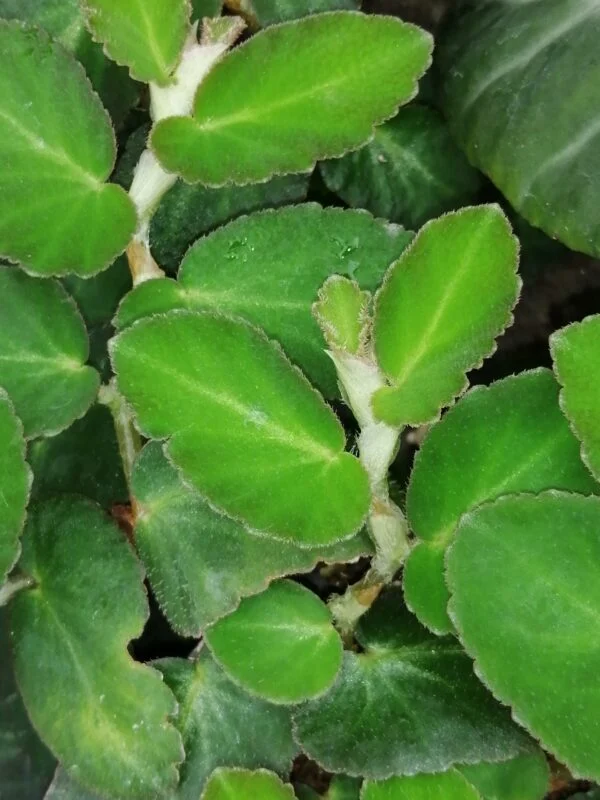 Begonia thelmae, pianta da interno