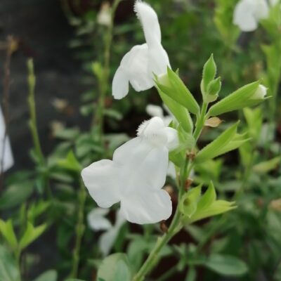 Salvia greggii White