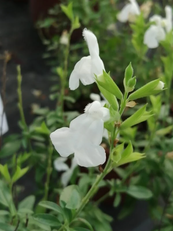 Salvia greggii White, pianta da esterno