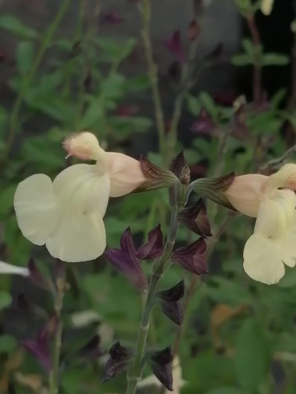 Salvia x jamensis Giallo, pianta da esterno