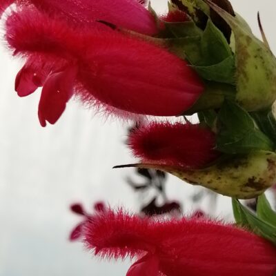 Salvia involucrata Boutin