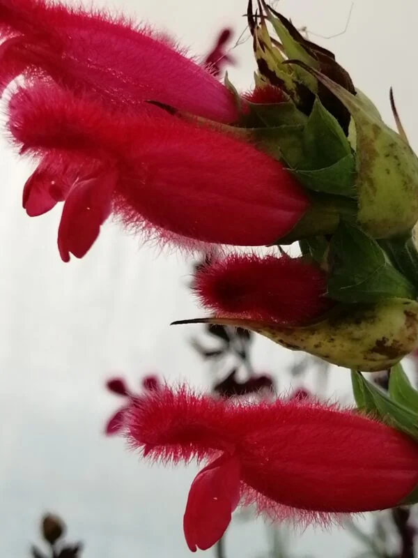 Salvia involucrata Boutin, pianta da esterno