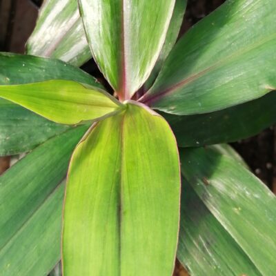 Dichorisandra thyrsiflora, Blue Ginger