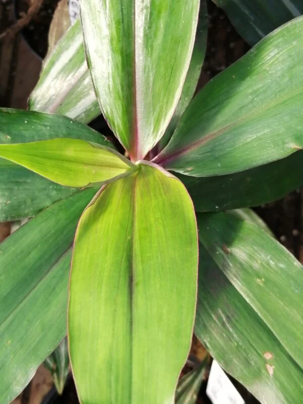 Dichorisandra thyrsiflora, Blue Ginger, pianta da interno