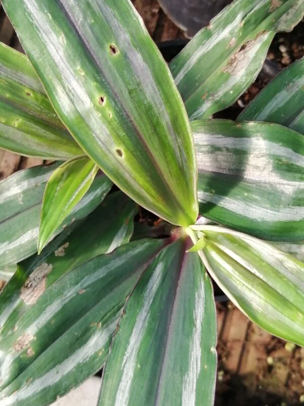 Dichorisandra reginae, pianta da interno