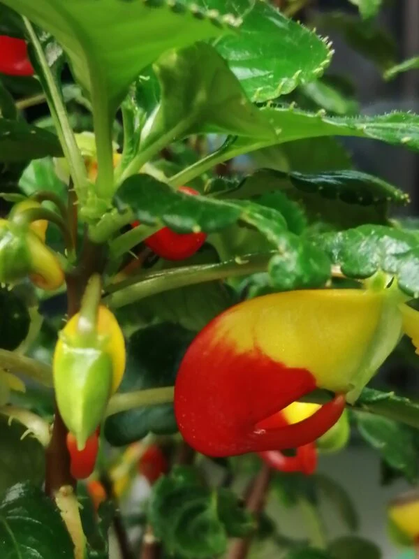 Impatiens niamniamensis, foto 2