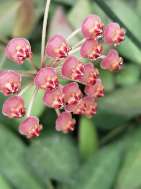 Impatiens niamniamensis, foto 4
