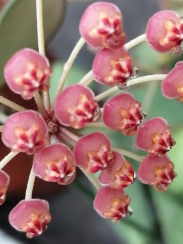 Hoya bilobata, pianta da interno