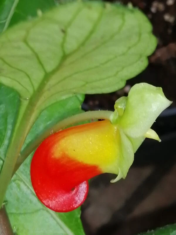 Impatiens niamniamensis, foto 6